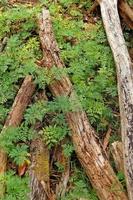 madeira de eucalipto foto
