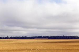 um campo agrícola foto