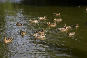 patos flutuando no lago foto