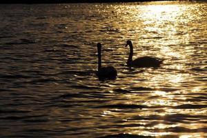 um par de cisnes nadando ao pôr do sol foto