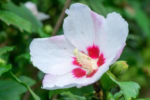 hibiscus syriacus, malvaceae, china