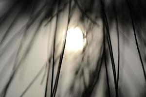 silhueta de folhas de pinheiro foto