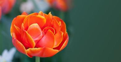 tulipa de flor vermelha. copie o espaço foto