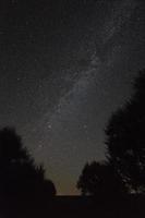 árvores em um fundo de céu noturno e Via Láctea.