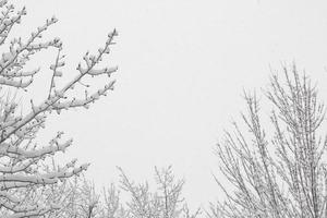 árvores revestidas de neve e céu nublado com espaço de cópia foto