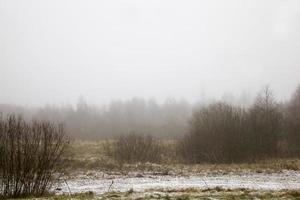 árvores cobertas de neve no inverno foto