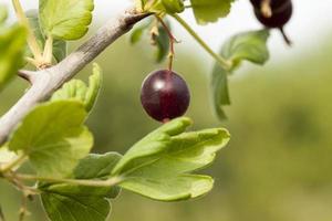 colheita de um jardim de frutas foto