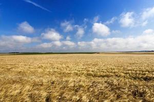 campo com centeio maduro foto