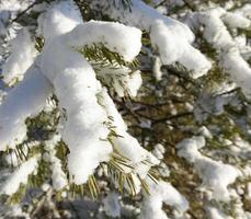 floresta de pinheiros sob a neve foto