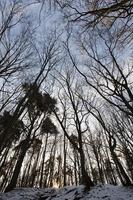 árvores de folha caduca no inverno foto