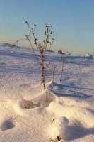 drifts de neve e plantas no inverno foto