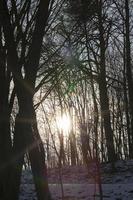 floresta de inverno, close-up foto
