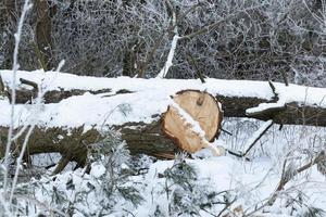 época de inverno do ano, foto