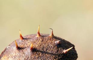 castanha espinhosa, detalhes foto