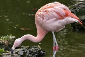 flamingo chileno na beira das águas foto