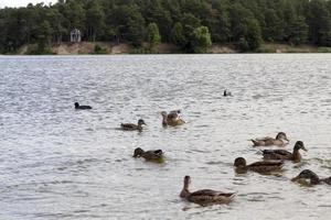 pequenos patos selvagens no território dos lagos foto
