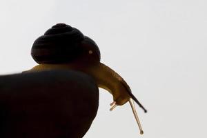 caracol de uva rastejando em seu território foto