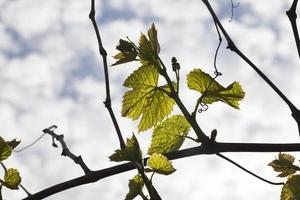 folhas de uvas, primavera foto