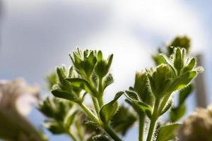 inflorescência de petúnias, close-up foto