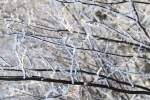 árvores na temporada de inverno foto