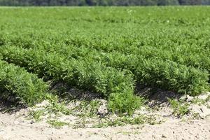 campo com cenoura foto