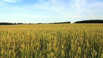 agricultura, grama cresce foto