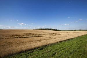 cereais de campo foto