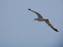 gaivotas nas falésias da costa brava, espanha foto