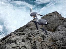 gaivotas nas rochas da costa com fundo do mar foto