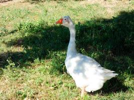 ganso de penas brancas em um jardim de fazenda foto