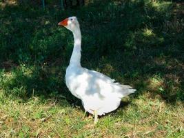 ganso de penas brancas em um jardim de fazenda foto