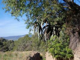 amendoeira com amêndoas no início do verão em uma estrada de montanha foto