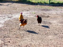 galinhas caipiras, orgânicas e saudáveis foto