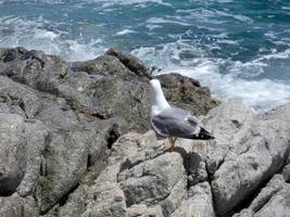 gaivotas nas rochas da costa com fundo do mar foto