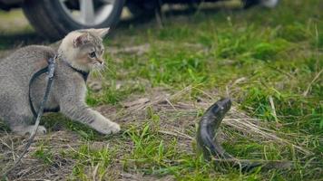 gato de pêlo curto britânico andando perto de pesca submarina peixes de água doce na grama no acampamento foto