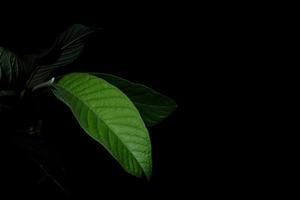 folha de goiaba isolada em um fundo preto foto