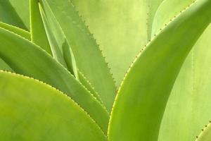agave plat close-up foto