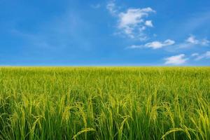 planta de arroz no campo e no céu foto