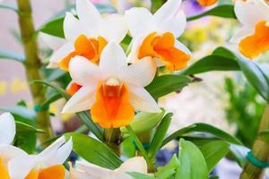 flores de orquídea dendrobium de cor branca e laranja no jardim foto