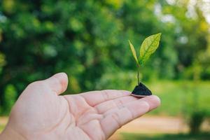 conceito de investimento e interesse, planta verde crescendo em moeda de ouro no parque com fundo de natureza desfocada. foto