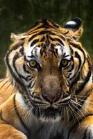 closeup de um rosto de tigres foto