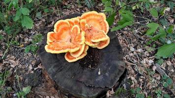 cogumelo não comestível amarelo em um toco na floresta. foto