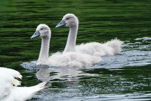 cisne mudo cygnus olor lagan river belfast irlanda do norte reino unido foto