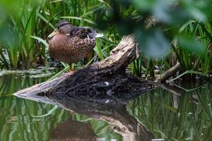 pato-real anas platyrhynchos lagan rio belfast irlanda do norte reino unido foto