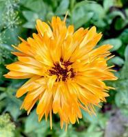 flores de calêndula laranja. flores de calêndula desabrochando. fundo de flores de calêndula fresca orgânica calêndula. Ervas medicinais. flores de calêndula de verão. foto