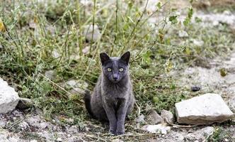 gato cinza na rua foto