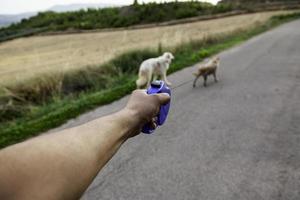 cães de passeio de mão foto