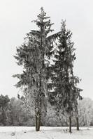 temporada de inverno, árvores foto