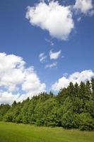 floresta verde e céu foto