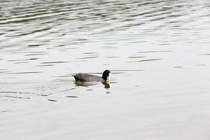 patos de aves aquáticas selvagens perto de seu habitat foto